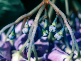 Close up of small flower buds