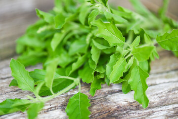 Holy basil leaf nature vegetable garden on wooden table kitchen herb and food - Ocimum sanctum , green sweet basil in thailand. - obrazy, fototapety, plakaty