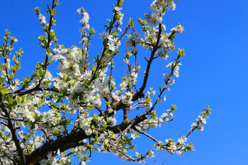 Hintergrund Frühling - unzählige Blüten der Naturheilpflanze Mirabelle vor einem strahlend blauen Himmel - mit Textfreiraum