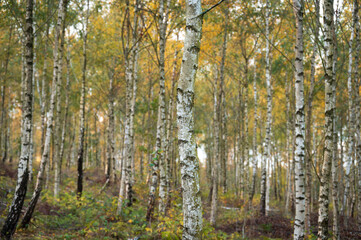 A wooded area filled with silver birch tree trunks during autumn in southern Sweden