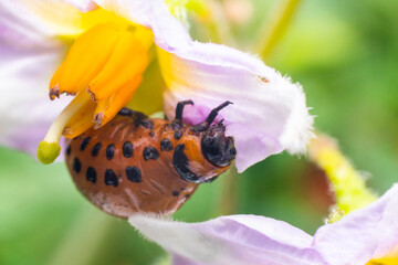 Colorado potato beetle larvae eats potato leaves, damaging agriculture