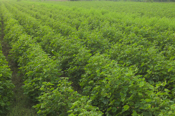 Flowering cotton gardens that have not yet been cotton