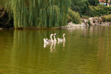 ducks in the lake