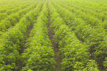 Flowering cotton gardens that have not yet been cotton