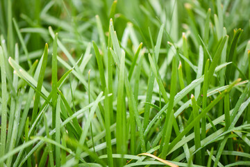 chives grows in the field, green leaf of garlic chives for food vegetable cooked.
