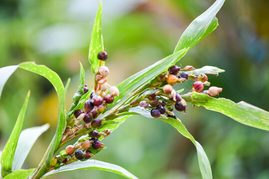 Job's tears seed on the tree plant, coix lachryma jobi - chinese pearl barley coixseed.