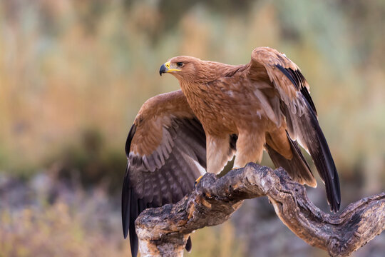 young Spanish imperial eagle perched on a log