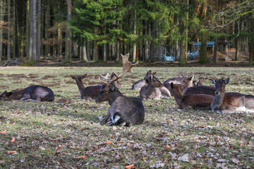 Deers are resting in the national park in Cologne Germany