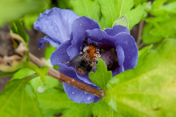 die Hummel steckt in der Blüte © loerke.foto