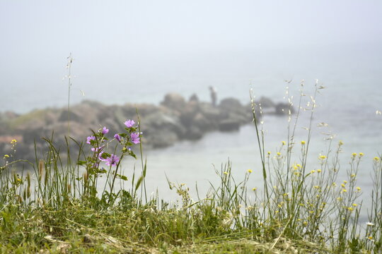 Ravda, Bulgaria. May, 20, 2014. Foggy seashore with purple flowers and green grass with breakwater in background.