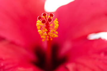 chinesischer Roseneibisch / Hibiskus rot © loerke.foto