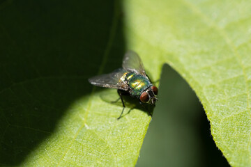 fly on leaf