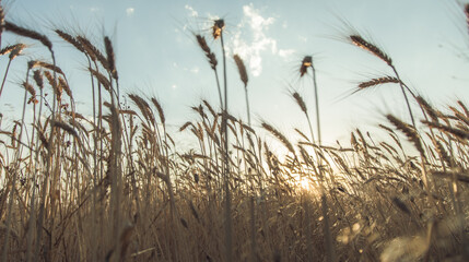 wheat field at the sunset