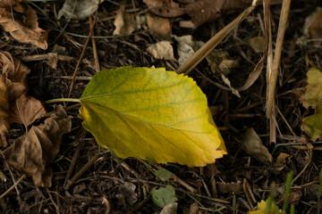yellow autumn leaves