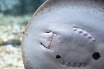 Sting ray