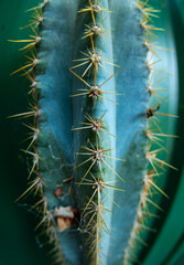 Spikes needles on a potted cactus plant in Sydney Australia