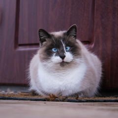 Beautiful cat posing for camera. December.
