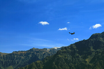 Andean Condor Flying over the Colca Canyon, View from Cruz del Condor Viewpoint, Arequipa Region of Peru