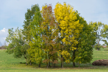 Fototapeta na wymiar Multicolor autumn tree on the filed 