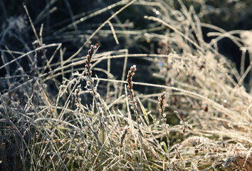 Dry flowers and grass in hoarfrost on a dark natural background. frosty autumn morning. natural flower background. Soft selective focus.