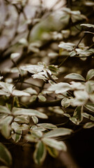 photo of artistic Euonymus fortunia branches int the forest