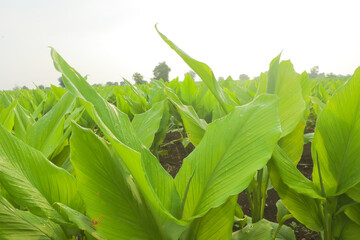 Banana plantation. Banana Farm. Young banana plants in a rural farm in india
