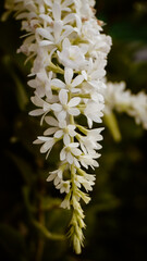photo of white sandpaper vine flowers in the garden