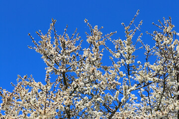 Endlich Frühling - unzählige Blüten der Naturheilpflanze Schlehdorn vor einem strahlend blauen Himmel
