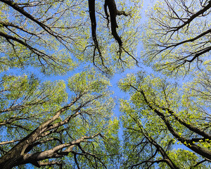 branches against sky