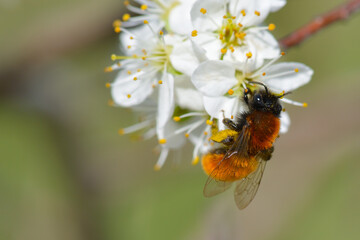  Rotpelzige Sandbiene (Andrena fulva) 