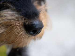 yorkshire terrier portrait dog