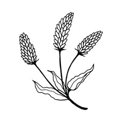 Plant Highlander Serpentine. Vector stock illustration eps10. Hand drawing. Outline.