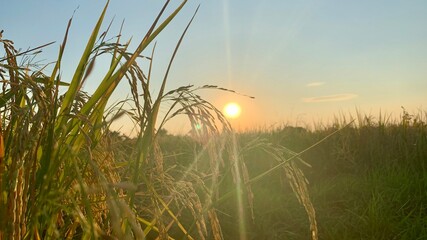 Rice field and sky background at sunset time with sun rays, nature food background. Heavy, ready-to-harvest ears of paddy rice in field
