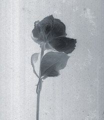 Rose flower. Daguerreotype style. Film grain. Vintage photography. Botanical negative x-rays scan....