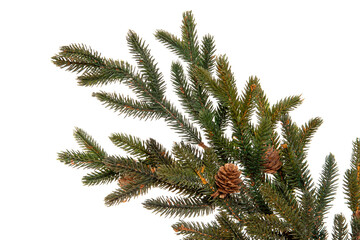 christmas tree branch