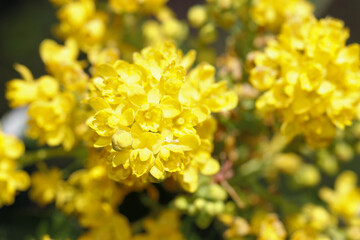 Nahaufnahme von goldgelben Bl&uuml;ten der sehr seltenen Naturheilpflanze Mahonie