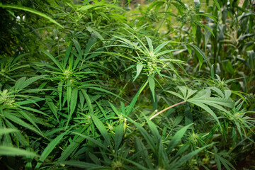 marijuana plant outdoors, leaves view from above, beautiful wallpaper background