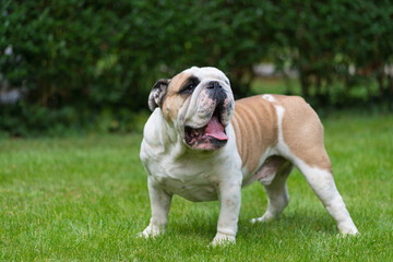 Purebred English Bulldog on green lawn. Young dog standing on green grass and looking at camera. Copy space. Foliage of hedgerow in the background
