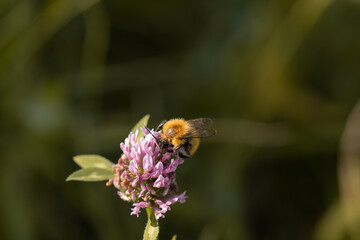 bee on a flower