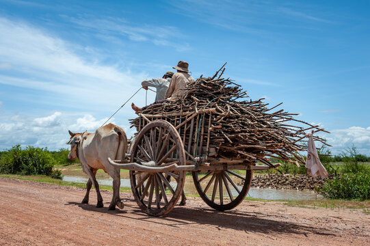 FARMERS ON COW CART, ON THE ROAD, CAMBODIA - 11 June 2012: Local khmer farmers collect wood.