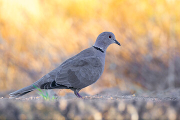 collared dove perched on the ground with blur background warm colors