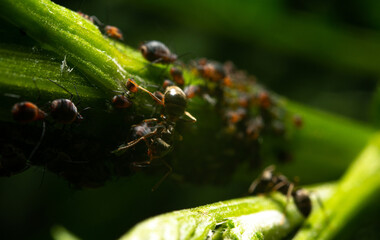 Ants on the stem along with the aphids that are protected by them. The concept of symbiosis between ants and aphids.