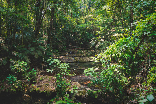 Peaceful river in lush tropical forest in Palenque, Chiapas, Mexico