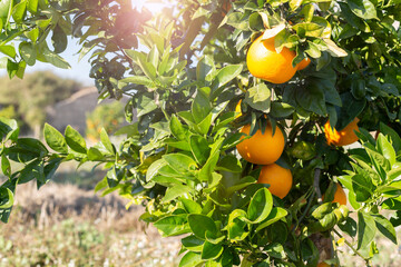 Fresh ripe fruits oranges fruits on an orange tree branch in a sunny garden. Summer background, copy space.
