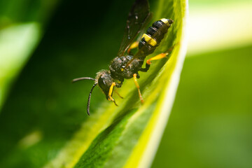 Black and yellow fly. Macro photography, close-up of a fly on a stem and a flower. Insect concept.