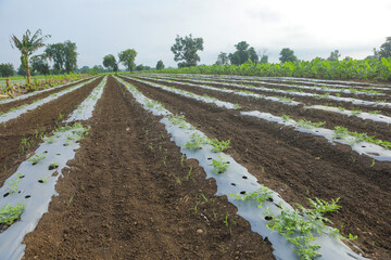 Growing watermelon plant at agriculture field