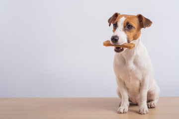 Small dog holding a bone in its mouth on a white background. Copy space
