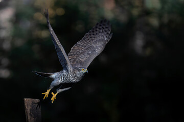 Northern goshawk (accipiter gentilis) with a black background  flying in the forest of Noord Brabant in the Netherlands with copy space