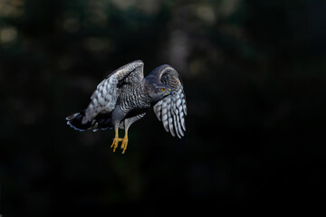 Northern goshawk (accipiter gentilis) with a black background  flying in the forest of Noord Brabant in the Netherlands with copy space