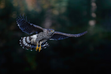 Northern goshawk (accipiter gentilis) with a black background  flying in the forest of Noord Brabant in the Netherlands with copy space